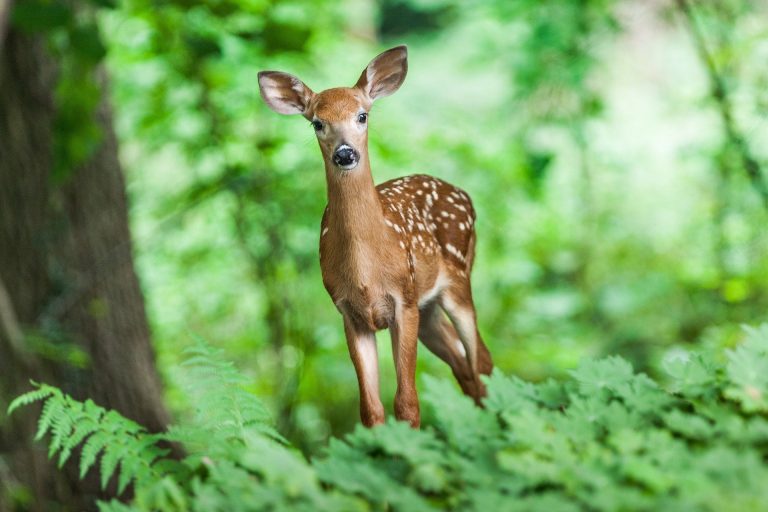 Radionica o usklađivanju sa EU propisima o zaštiti divlje faune i flore