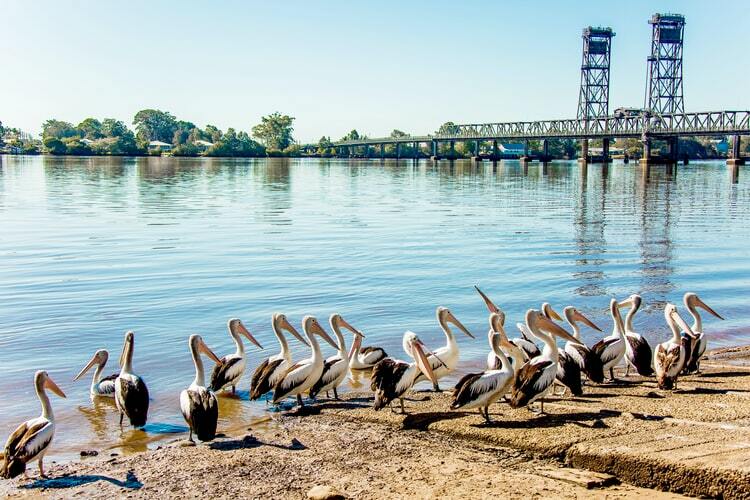 Najranije gnežđenje pelikana u istoriji istraživanja u NP Skadarsko jezero