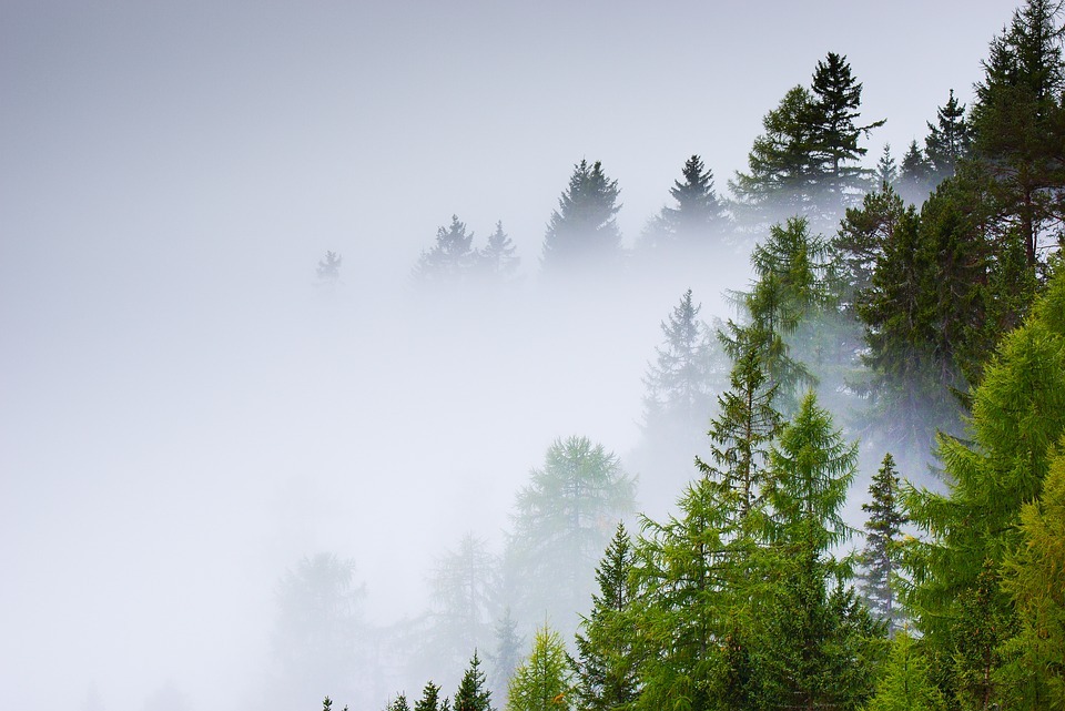 forest-šuma-magla-fog-mist