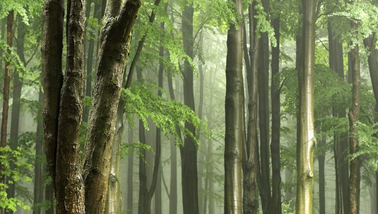 Ugrožena trećina svih vrsta drveća u svetu