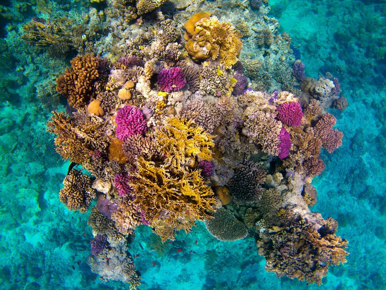 COP27: Egipat dobija finansijske investicije za očuvanje koralnih grebena i program NWFE