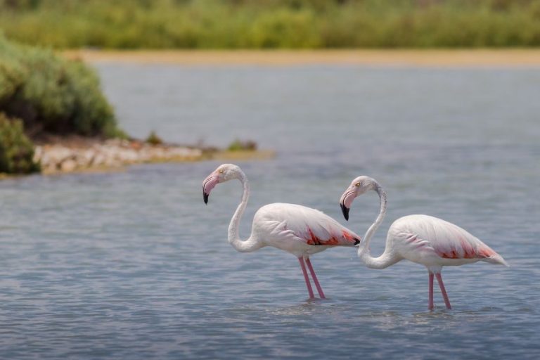 Uginulo desetine flamingosa od trovanja olovom