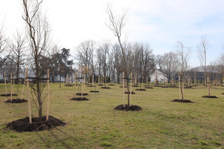 U Beogradu posađeno 329 stabala