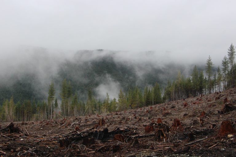 COP26: 100 svetskih lidera obavezalo se da zaustavi krčenje šuma do 2030.
