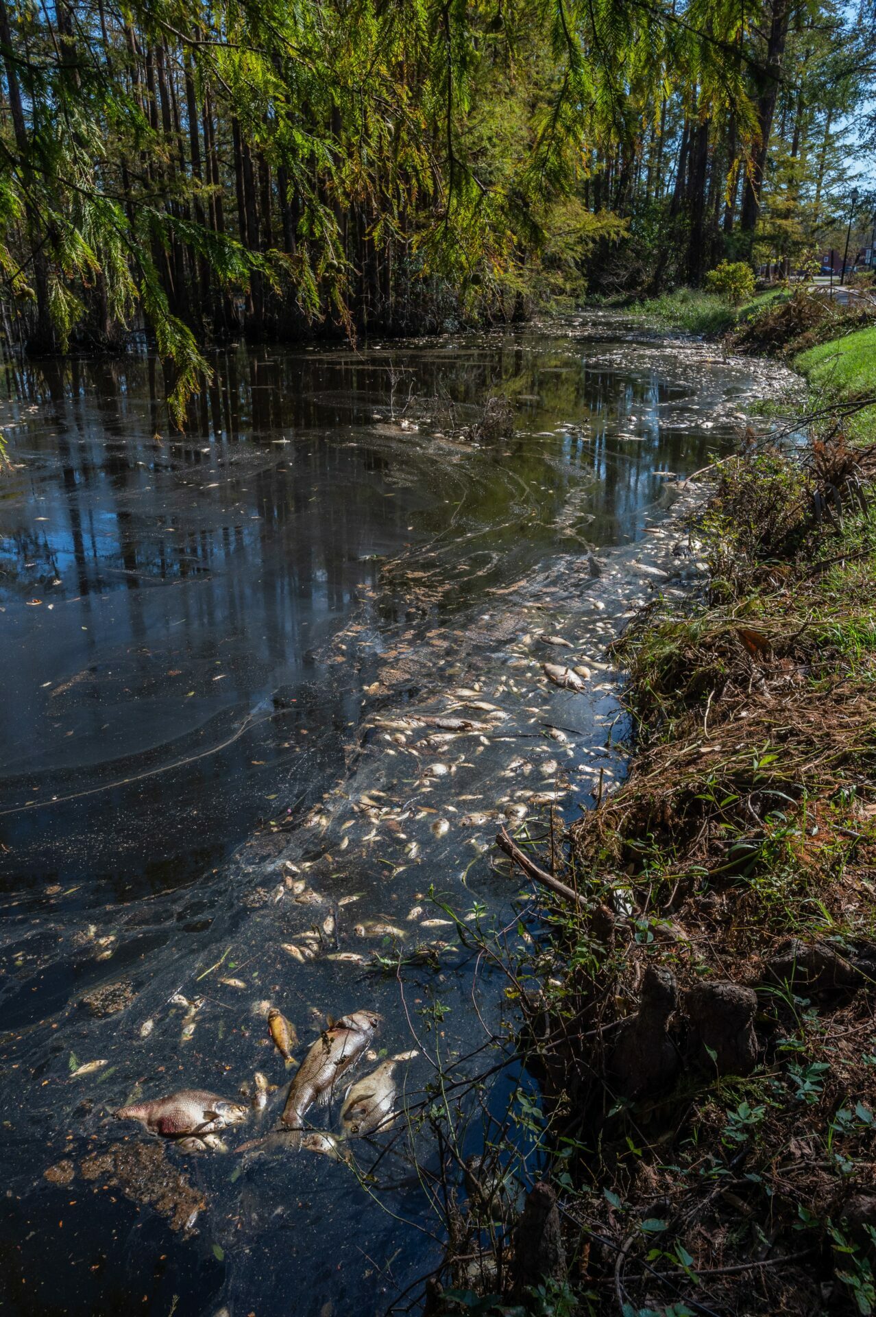 jo-anne-mcarthur-PHzjHXMjVcE-unsplash