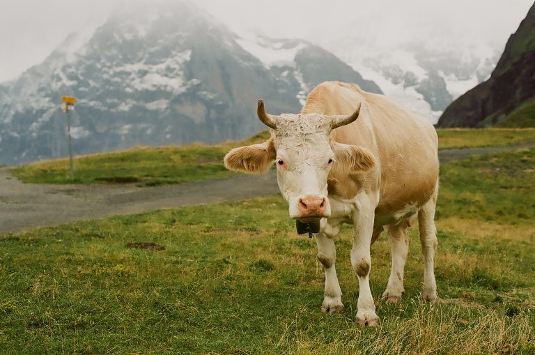 Bitkoinka –prva krava u Crnoj Gori kupljena kriptovalutom