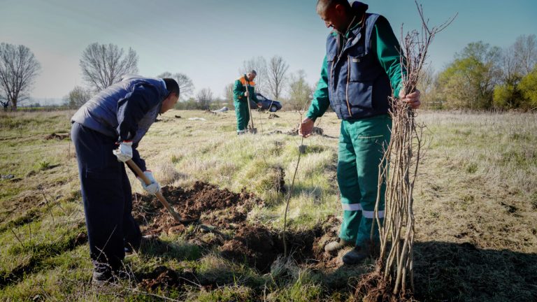 Pošumljavanje obala Nišave sa 100 stabala hrasta lužnjaka