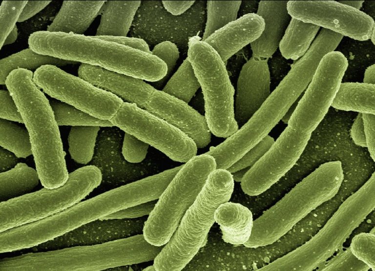 Otkrivena bakterija koja se hrani radioaktivnošću