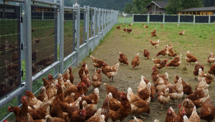 solarna ograda farma