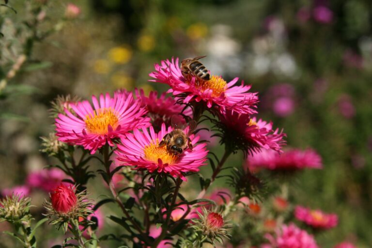 Pčelari i voćari ne mogu jedni bez drugih – kada će u pčelarstvu ponovo da cvetaju ruže
