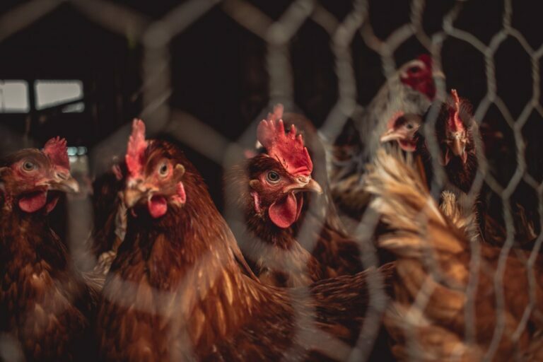 Zabrana kaveznog uzgoja mogla bi da ugasi živinarstvo u Srbiji?