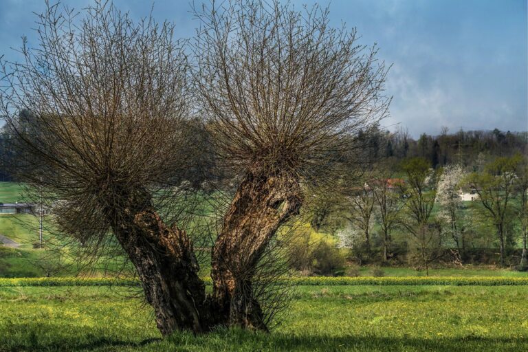 Elektroprivreda BiH – Vrbe za čistiju proizvodnju struje