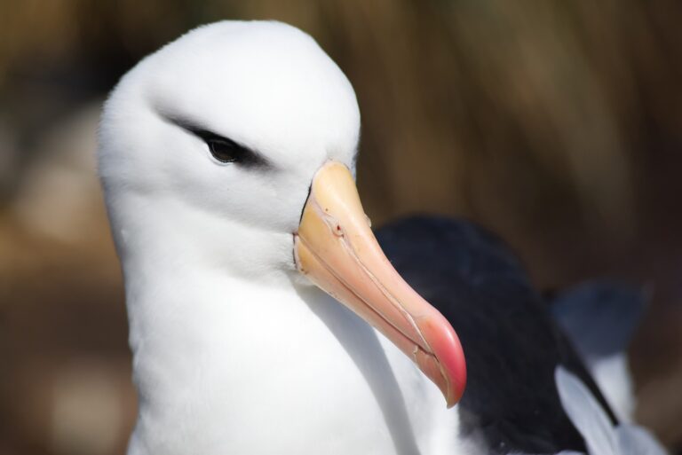 Sve češći „razvodi“ albatrosa usled klimatskih promena