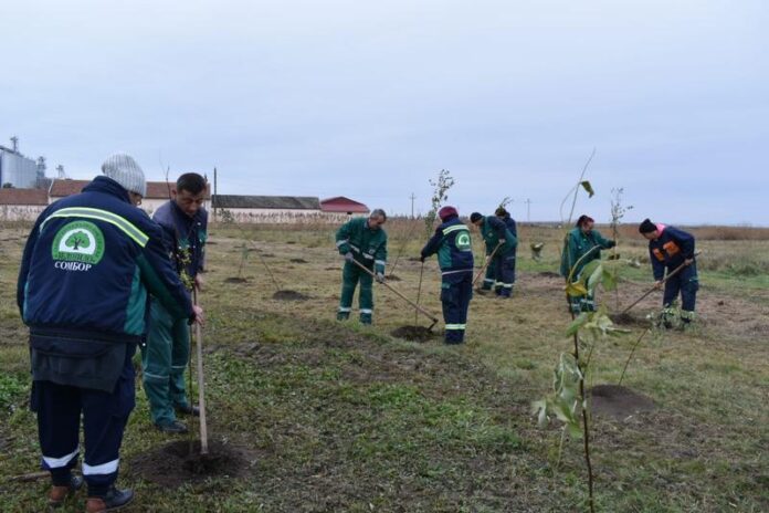 Sombor-pošumljavanje