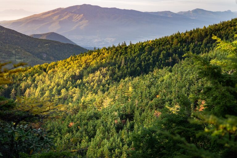 CZIP: Crna Gora mora da zaštiti prašume Zeletina i Visitora