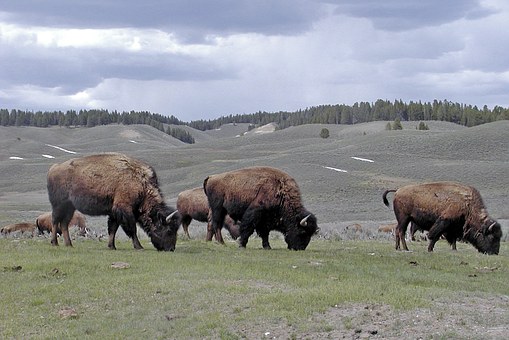 Posle 200 godina bizoni ponovo šetaju Srbijom