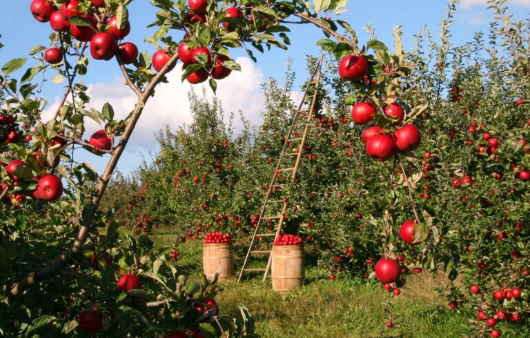 Injekcija za voćna stabla – alternativa klasičnim pesticidima?