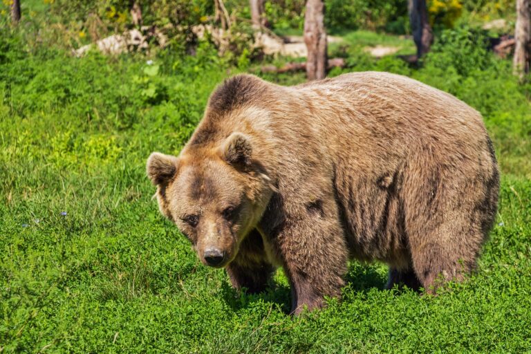 Medved Ljubo iz Pipera našao dom – Crna Gora dobila jedan od najvećih rezervata u Evropi