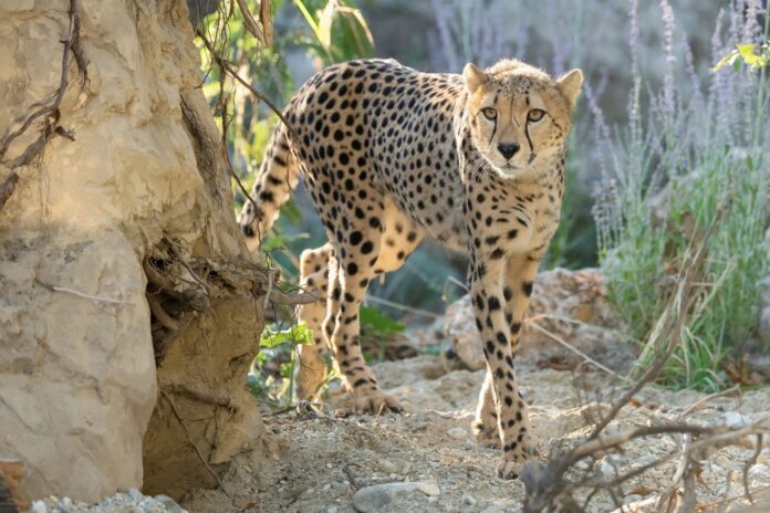 fbgepard16082022tgszupanc01-copyright_Daniel Zupanc