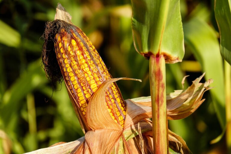 Veliki pad otkupne cene kukuruza, problem za ratare