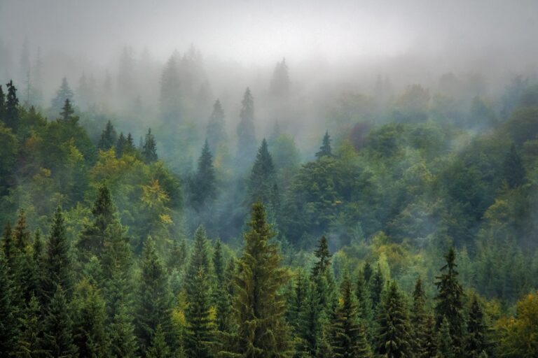 Epson i WWF započinju trogodišnje partnerstvo za oporavak i obnovu šuma