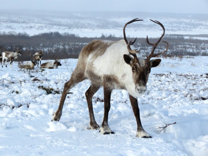 reindeer-g03b7328df_1920