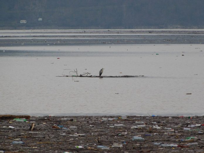 02. Jezero Ćelije - siva čaplja