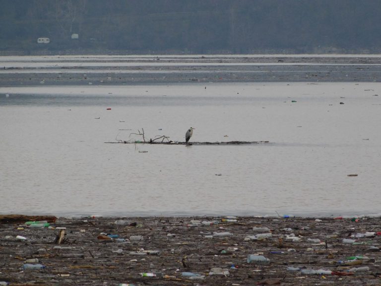 Jezero Ćelije – dom za ptice, zaštićene vrste i plutajući otpad (FOTO)