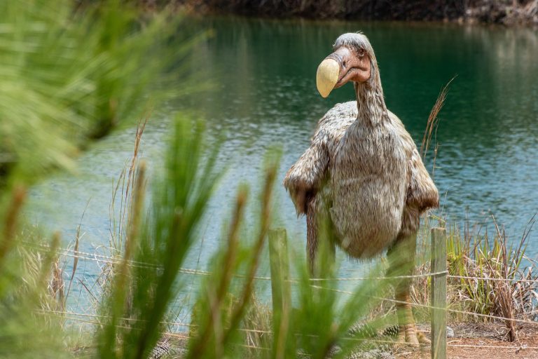 Naučnici planiraju da vrate pticu dodo u život