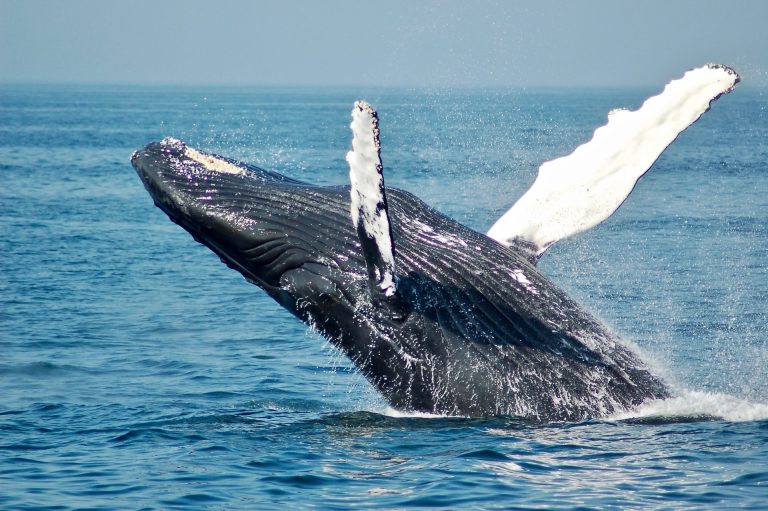 Danas se obeležava Svetski dan kitova