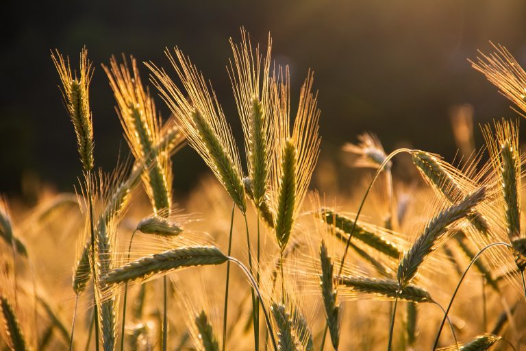 Na njivama manje pšenice, upitni prinosi i kvalitet budućeg roda