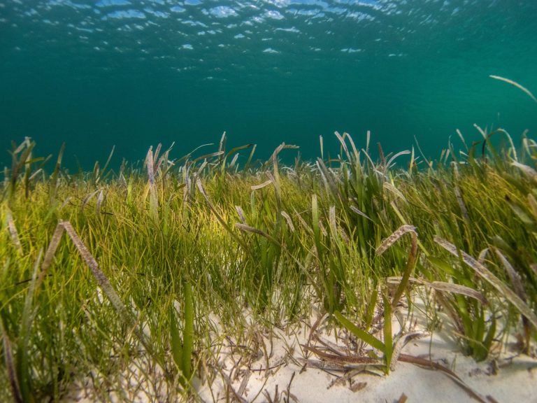 Danas se prvi put obeležava Svetski dan morske trave