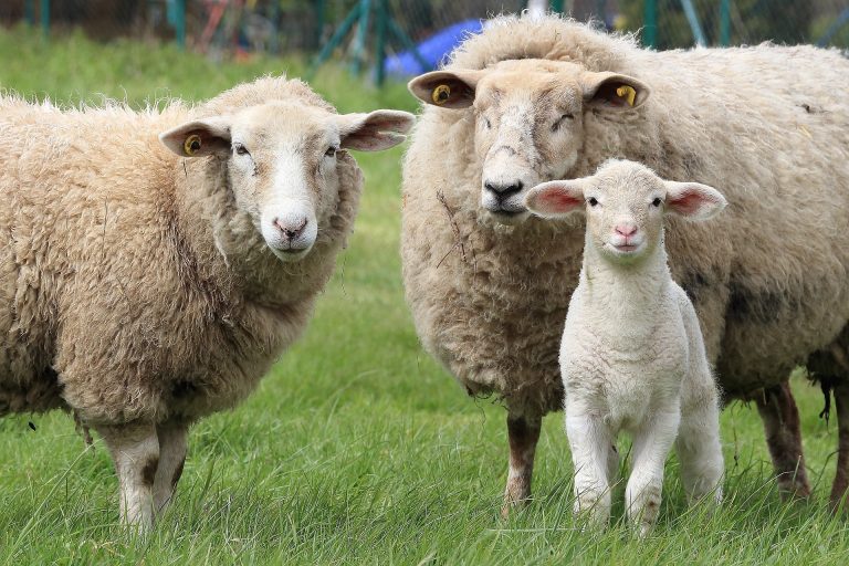 Kako su ovce pomirile poljoprivredu i solarne elektrane?