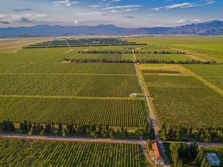 PLANTAŽE – VINA SA UKUSOM ZAVIČAJA