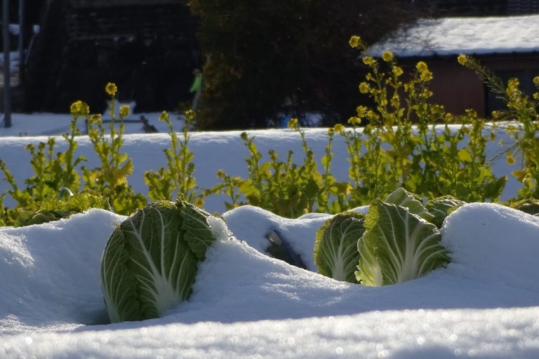Sneg i mraz u prethodnom periodu nisu drastično oštetili voće, povrće i ratarske kulture