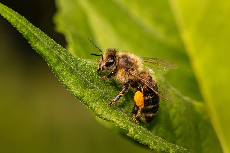 Svetski dan pčela – Uloga mladih u zaštiti oprašivača
