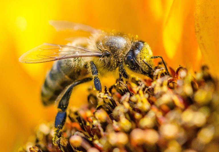 Kako je Beograd postao idealno stanište za divlje pčele