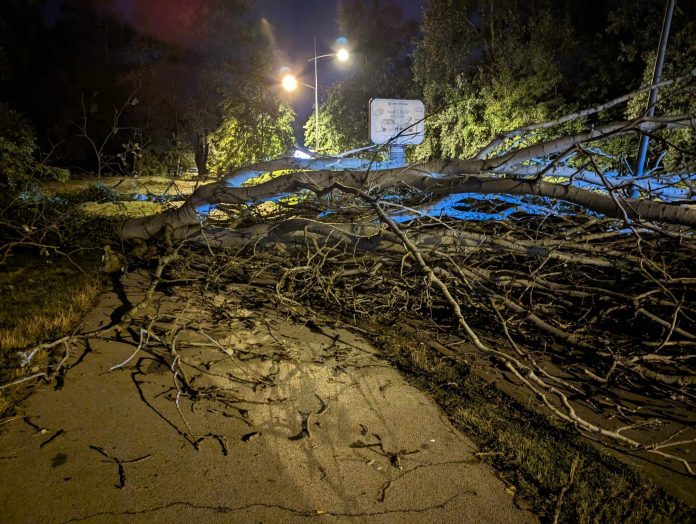 nevreme, drvo, zelenilo,oluja