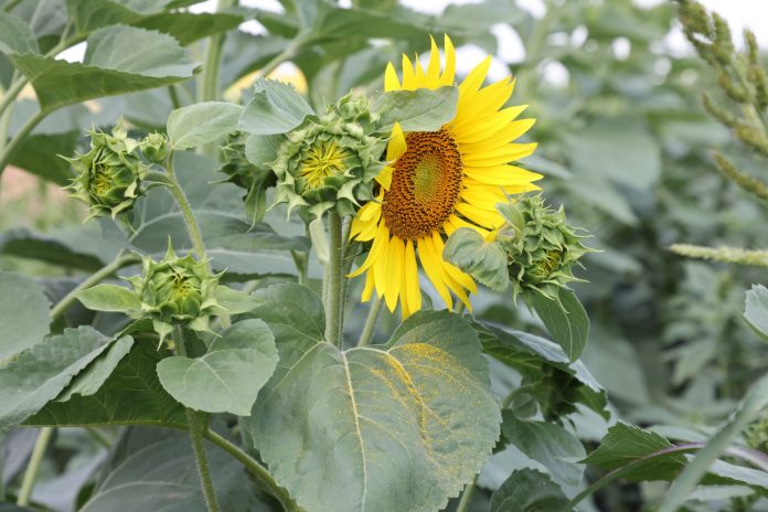 Nestlé Srbija nastavlja putem regenerativne poljoprivrede