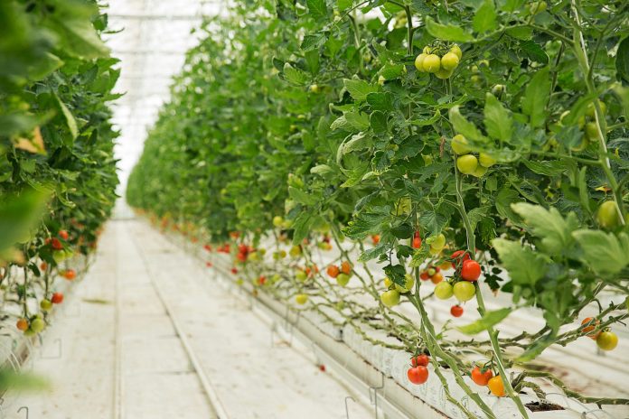 tomato-plants-growing-inside-greenhouse-with-white-narrow-roads-with-colofrul-harvest