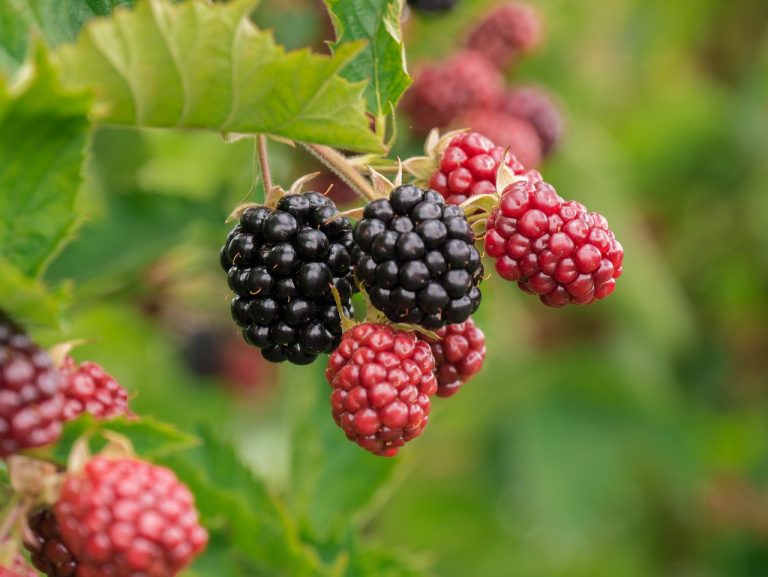 Posle maline, sada pada i cena kupine