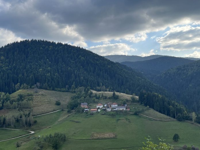 01_Svetlana Stefanović