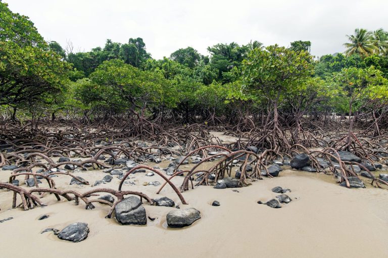 Mangrove – nevidljivo prirodno bogatstvo