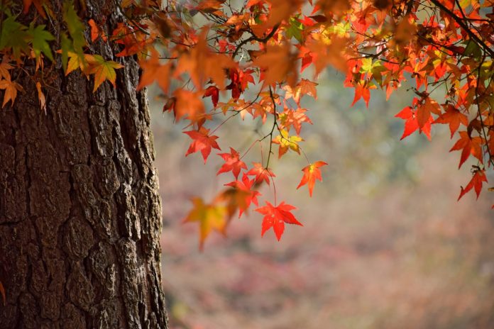 close-up-tree-trunk-with-leaves-warm-colors