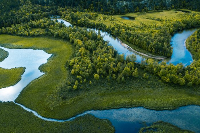 Swamp, river and trees seen from above
