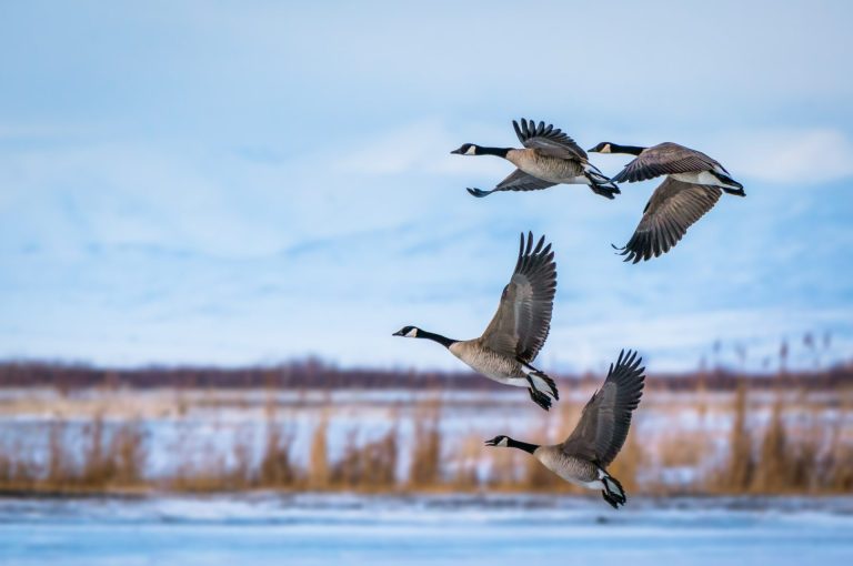 Kakav uticaj klimatske promene imaju na migratorne vrste