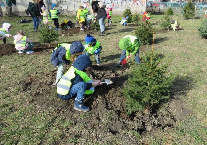 Sadnja Novogodišnjih jelki (4)