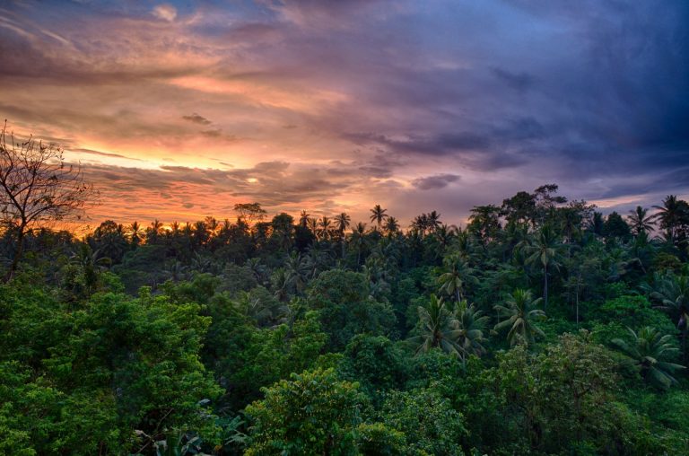 Krčenje šuma doprinosi povećanju zagađenja živom – pošumljavanje ga smanjuje