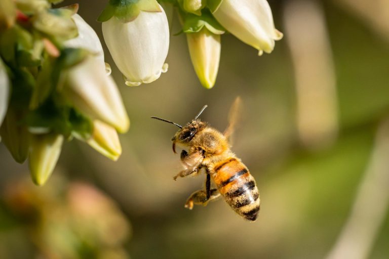 Pčelinjak u kućnim uslovima – potvrda njihovog značaja