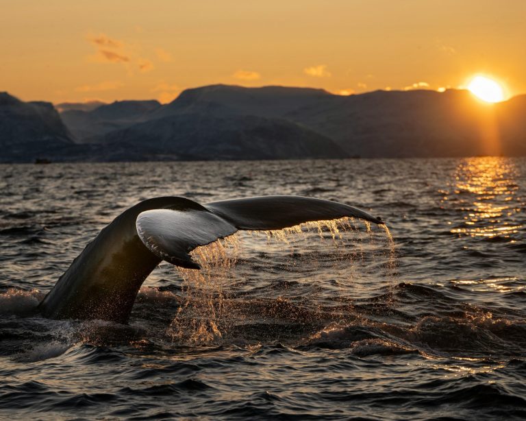 Narodi s Tihog okeana proglasili kitove pravnim licima da bi ih zaštitili